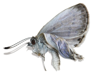 1.13395_fukushima_butterfly